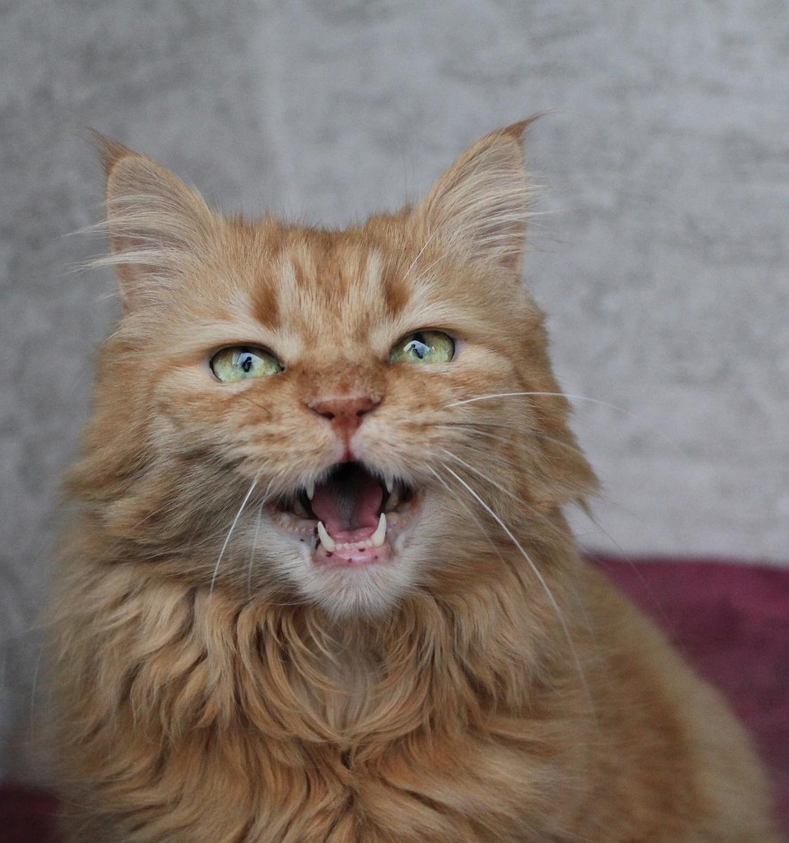 Mi gato maulla mucho, ¿qué puedo hacer? Consejos