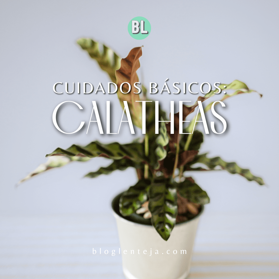 Cuidados básicos: Calatheas