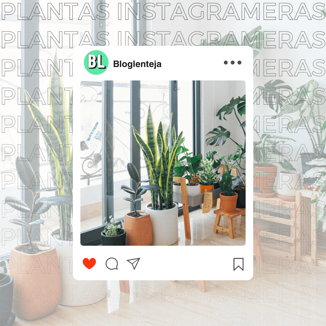 Plantas Instagrameras