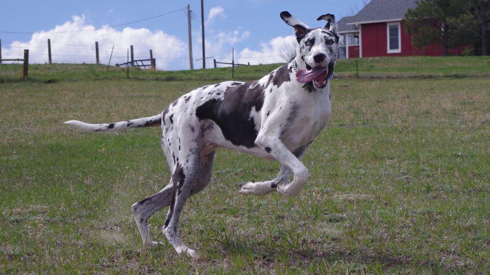 dogos alemanes