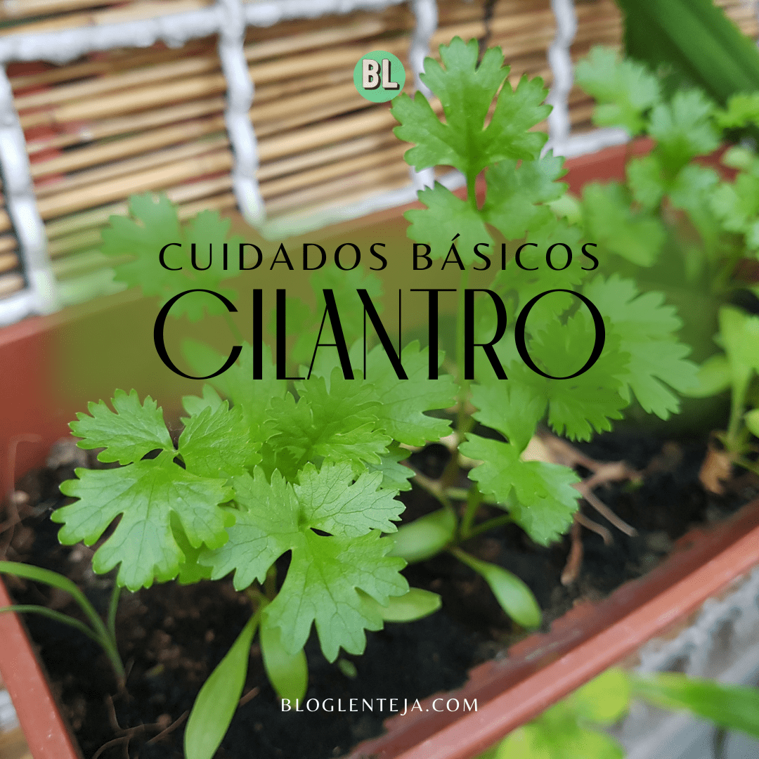 Cuidados básicos: Cilantro