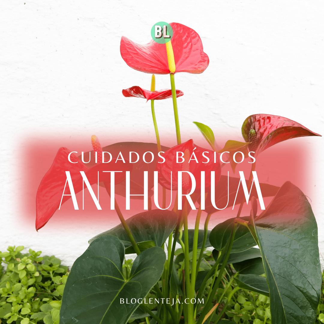 Cuidados básicos: Anthurium
