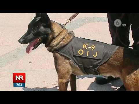 ¿Cómo rastrean las drogas los perros policía?