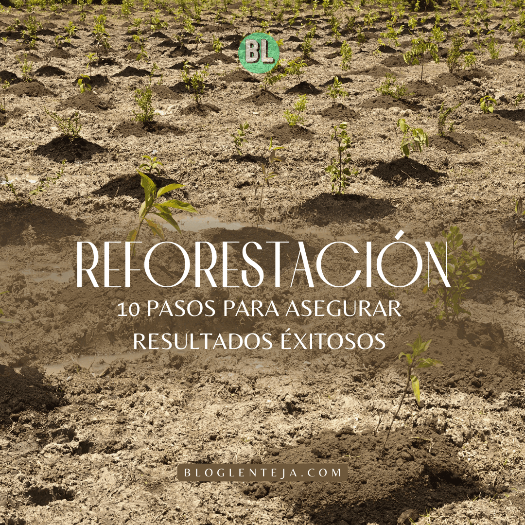 Reforestación: 10 pasos esenciales