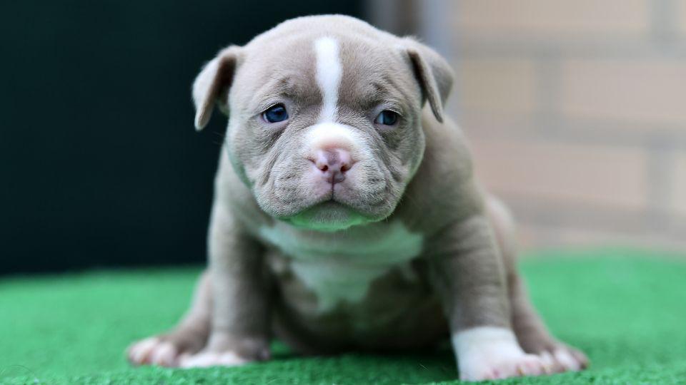 american bully