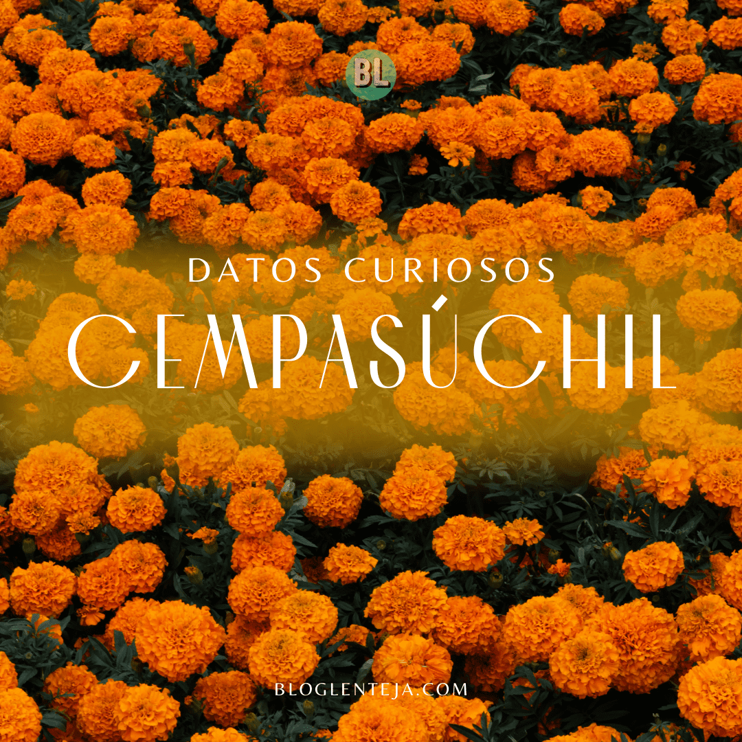 Cempasúchil: Datos curiosos
