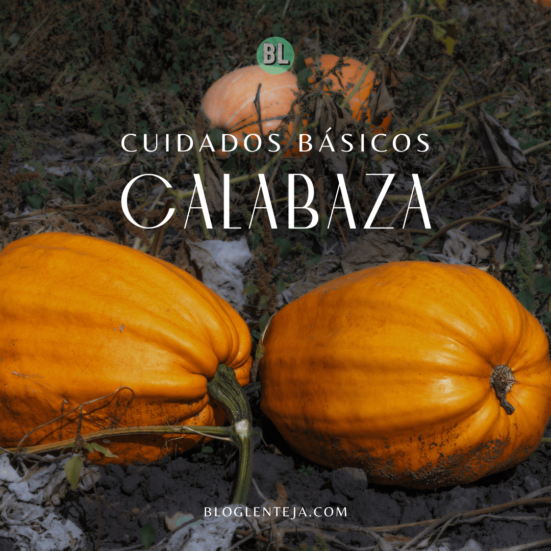 Cuidados básicos: Calabaza