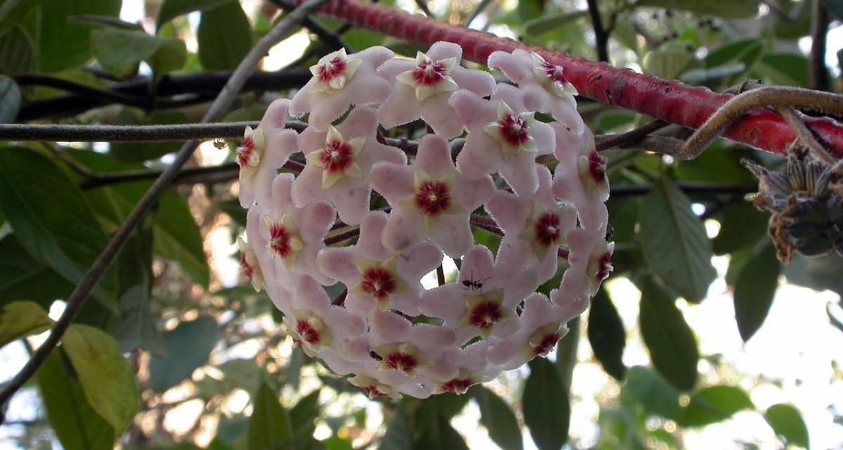 Hoya carnosa floracion