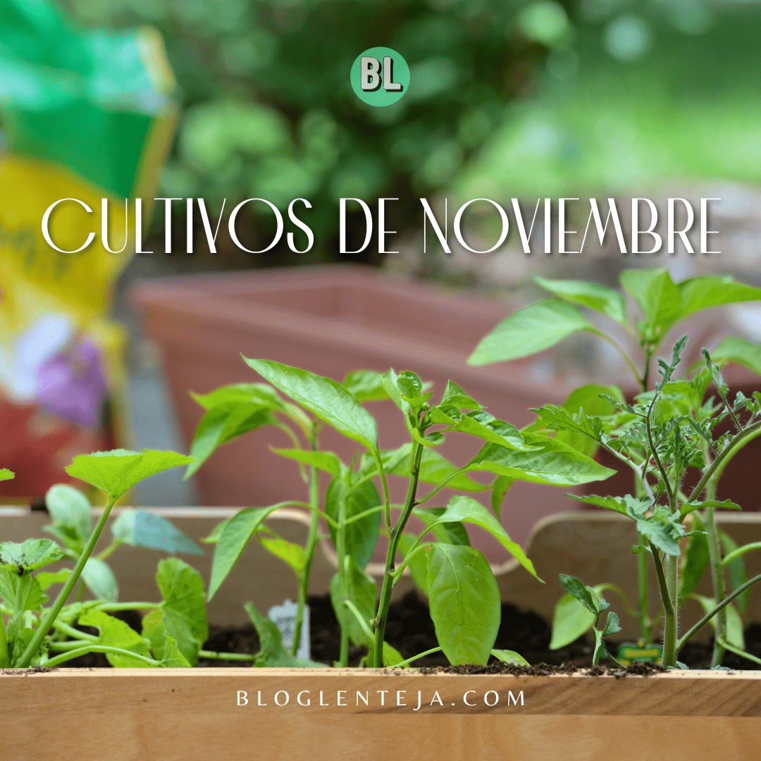 Cultivos de Noviembre
