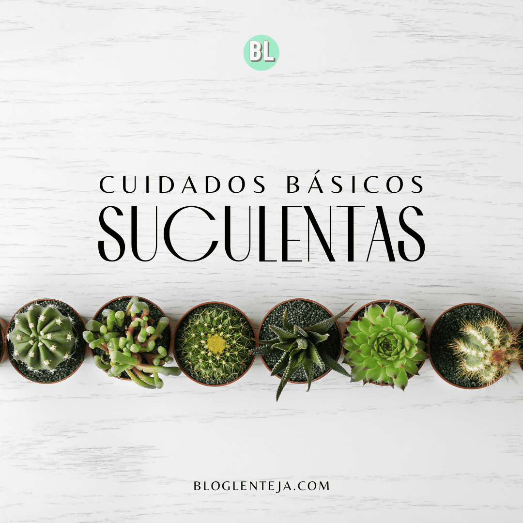 Cuidados básicos: Suculentas