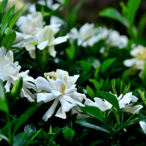 Jazmin del cabo cuidados