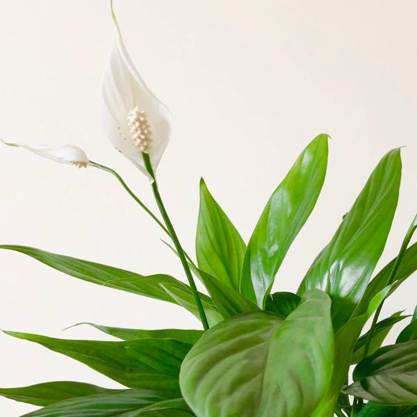 flores blancas del lirio de la paz