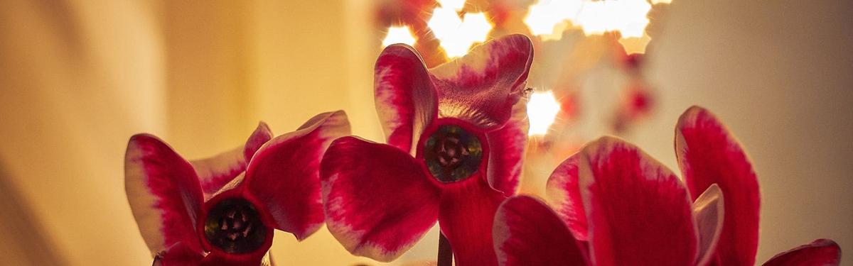 Cyclamen