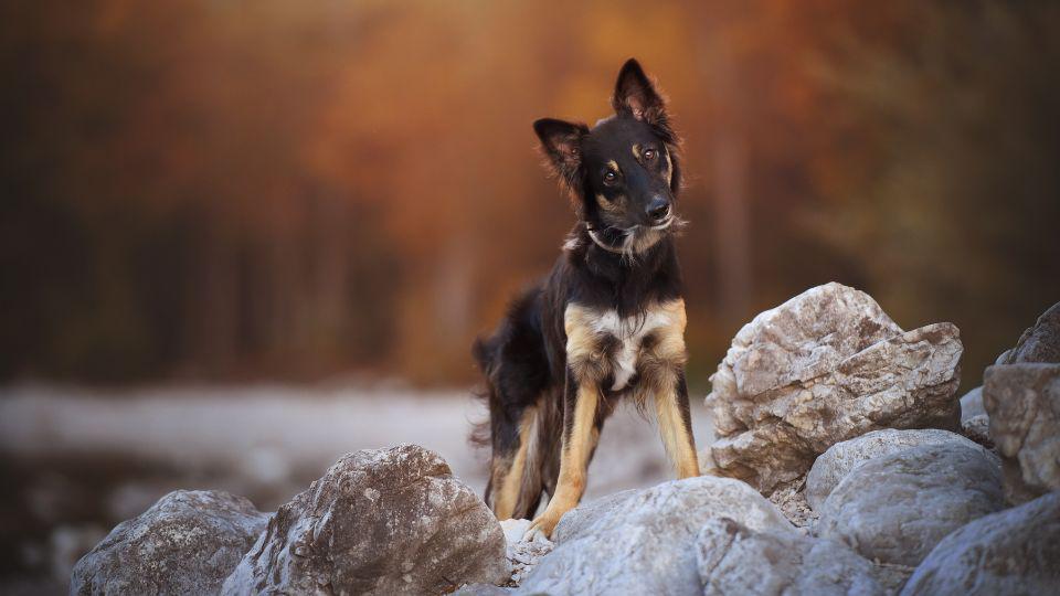 propiocepción en perros