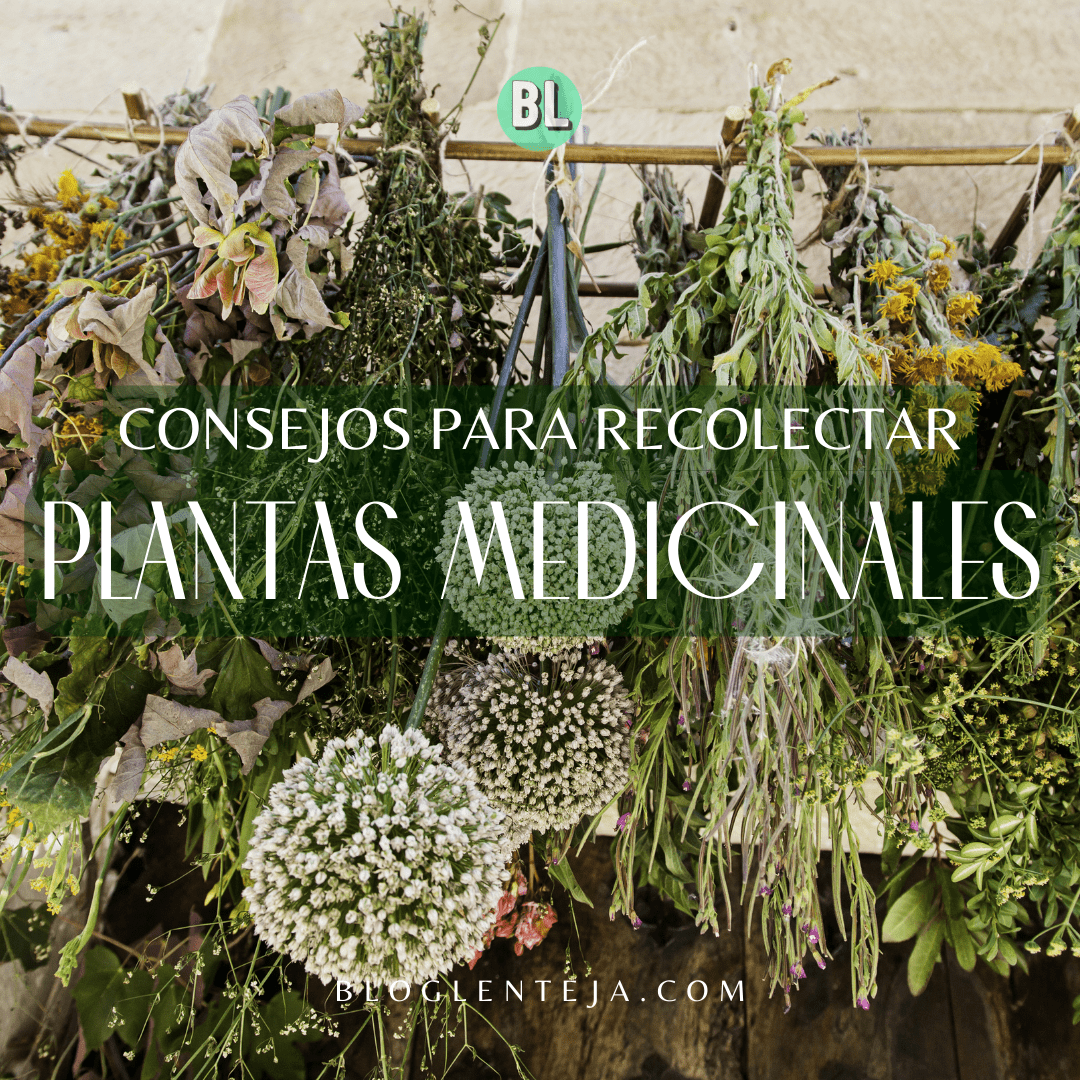 Consejos para recolectar plantas medicinales