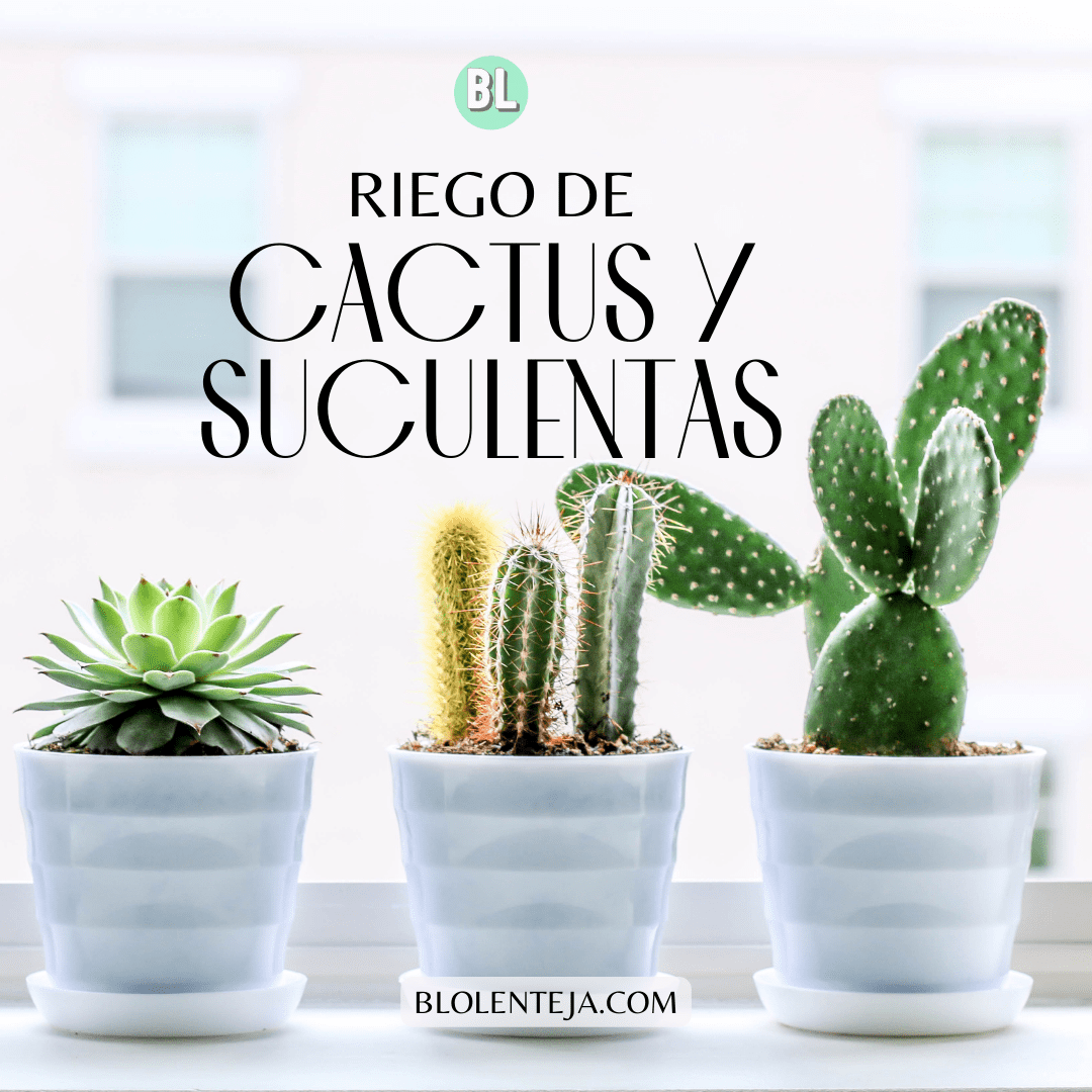Riego de Cactus y Suculentas