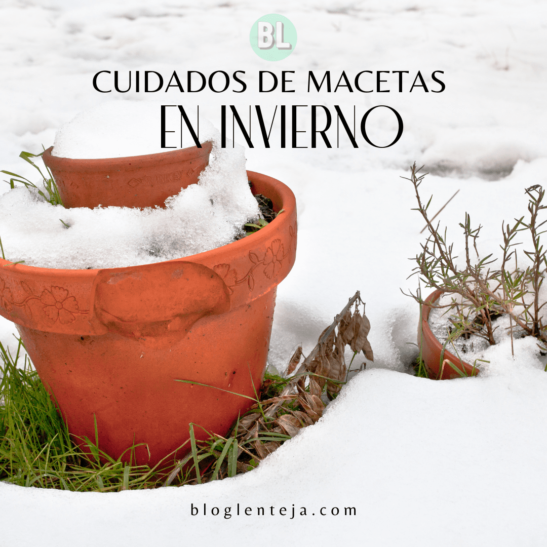 Cuidados de macetas en invierno