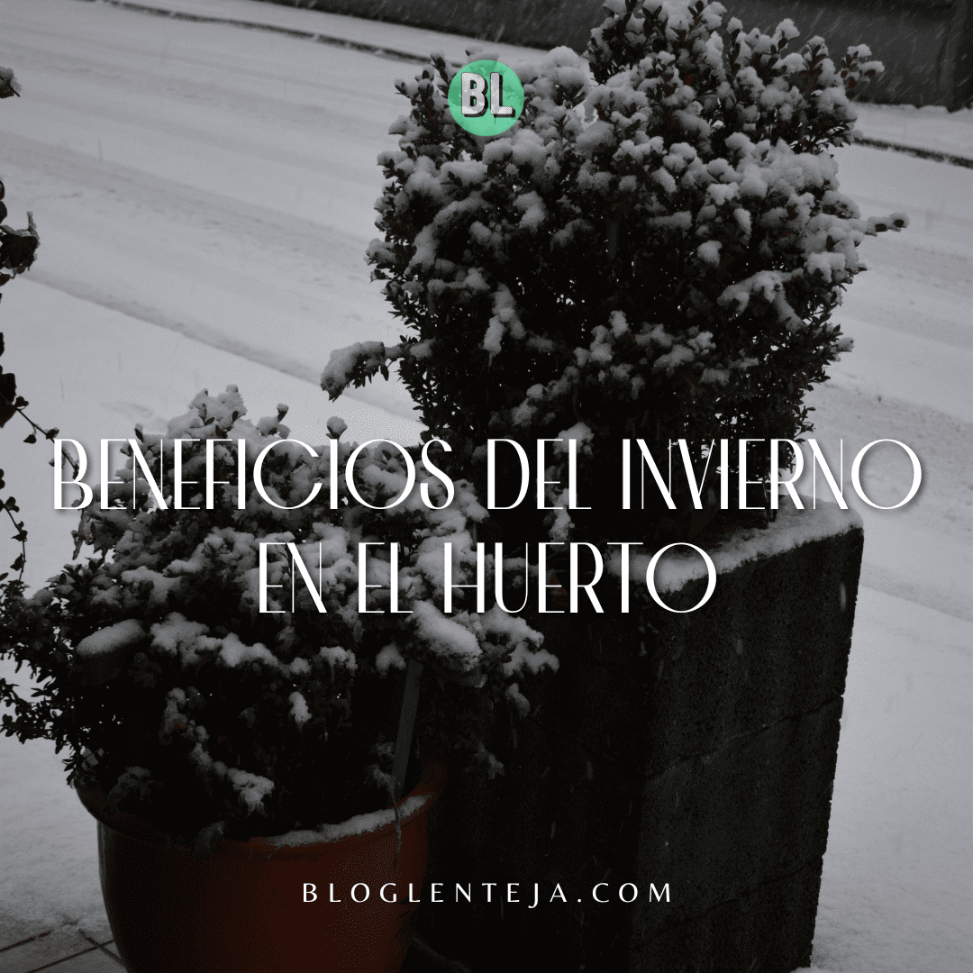 Beneficios del Invierno en el Huerto