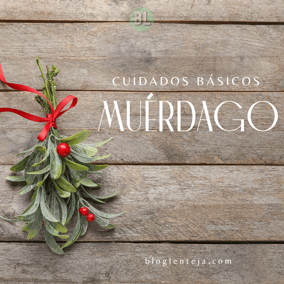 Cuidados básicos: Muérdago