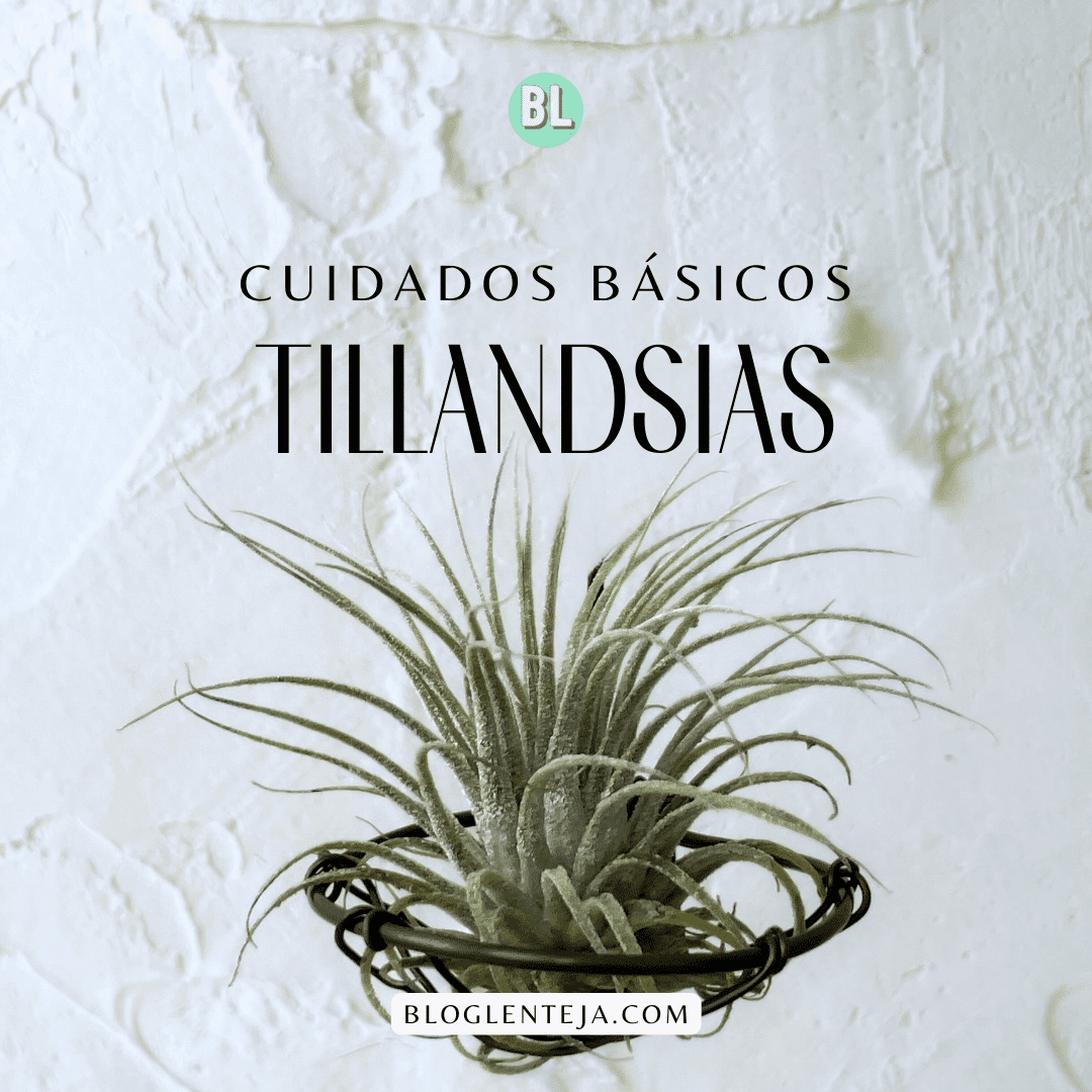 Cuidados básicos: Tillandsias