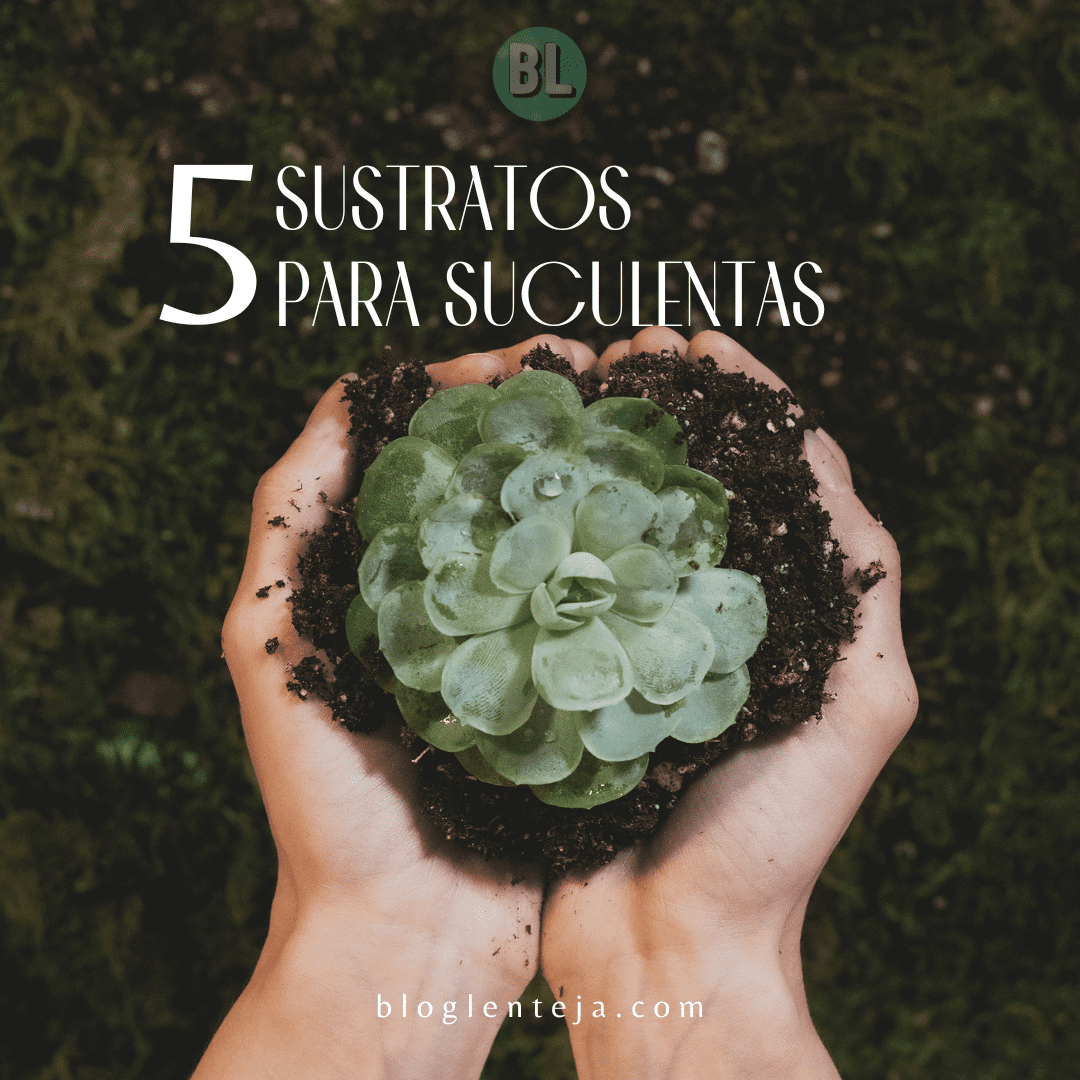 5 Sustratos para Suculentas