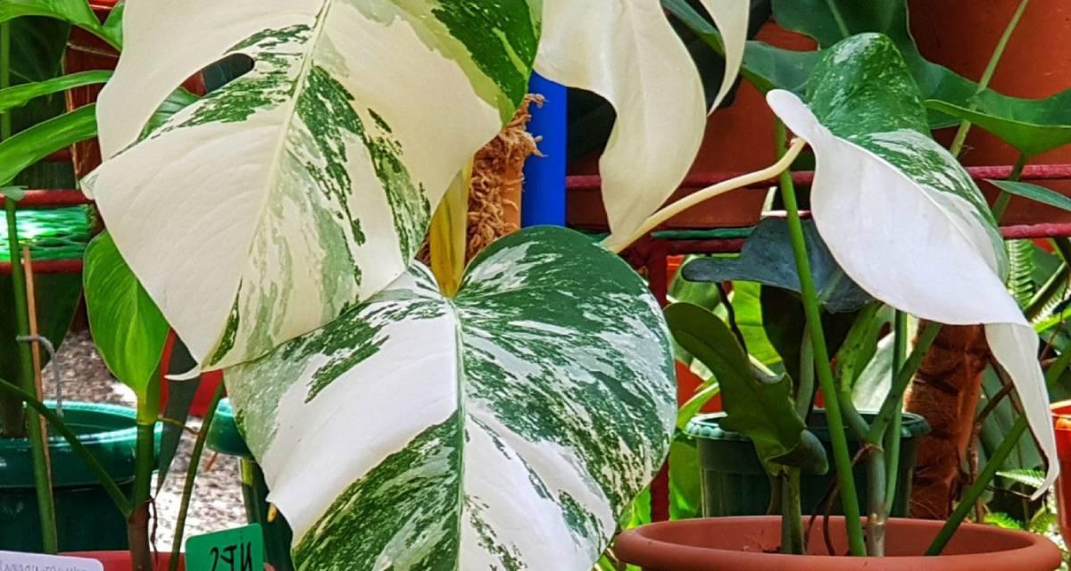 Monstera borsigniana