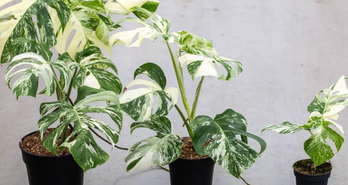 Monstera variegata