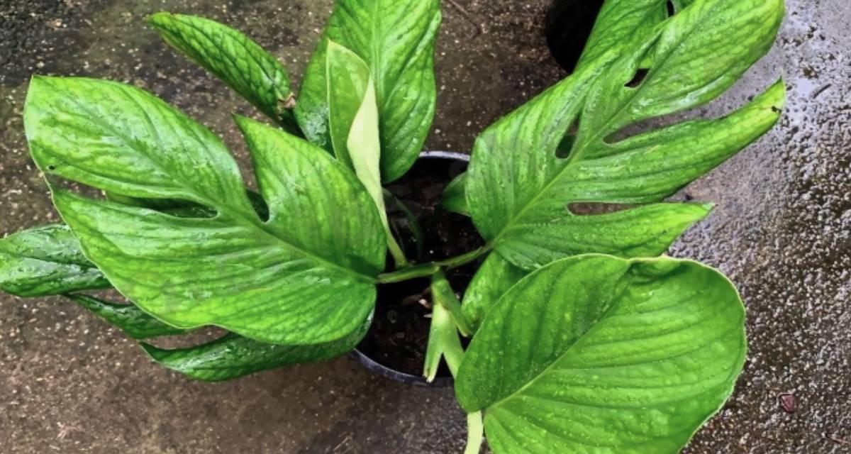 Monstera pinnatipartita
