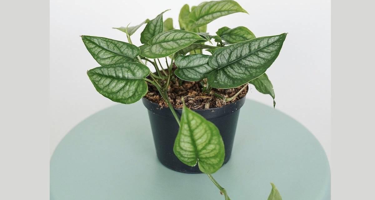 Monstera silpetecana