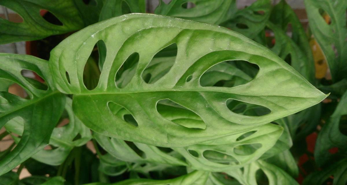 Tipos de Monstera obliqua