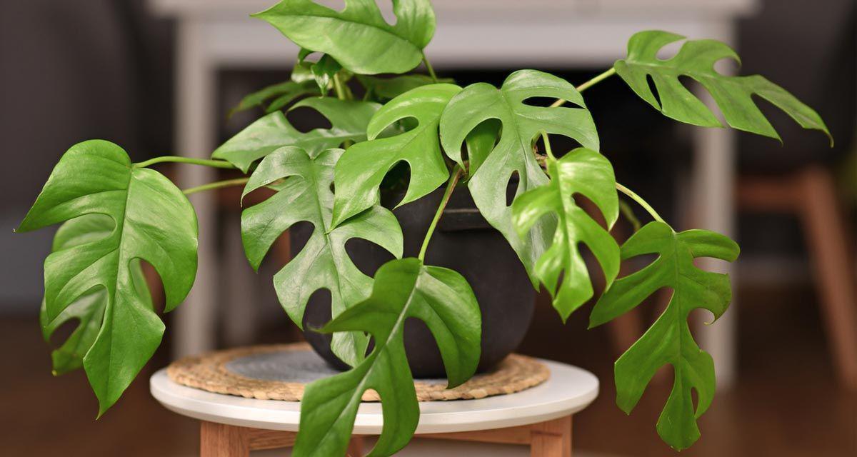 Planta de interior Rhaphidophora tetrasperma