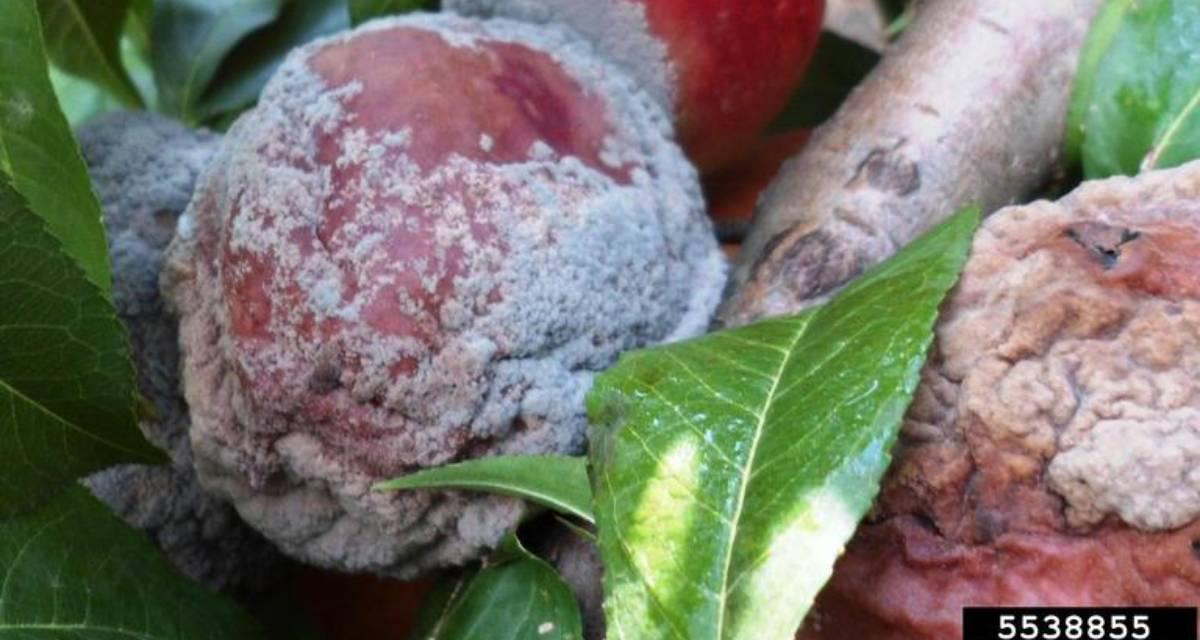 Enfermedades del membrillero Botrytis cinerea