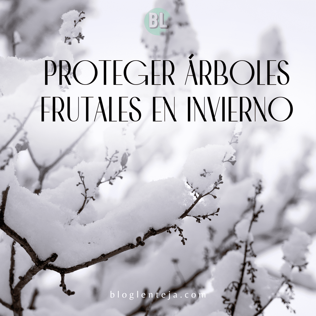 Proteger árboles frutales en invierno