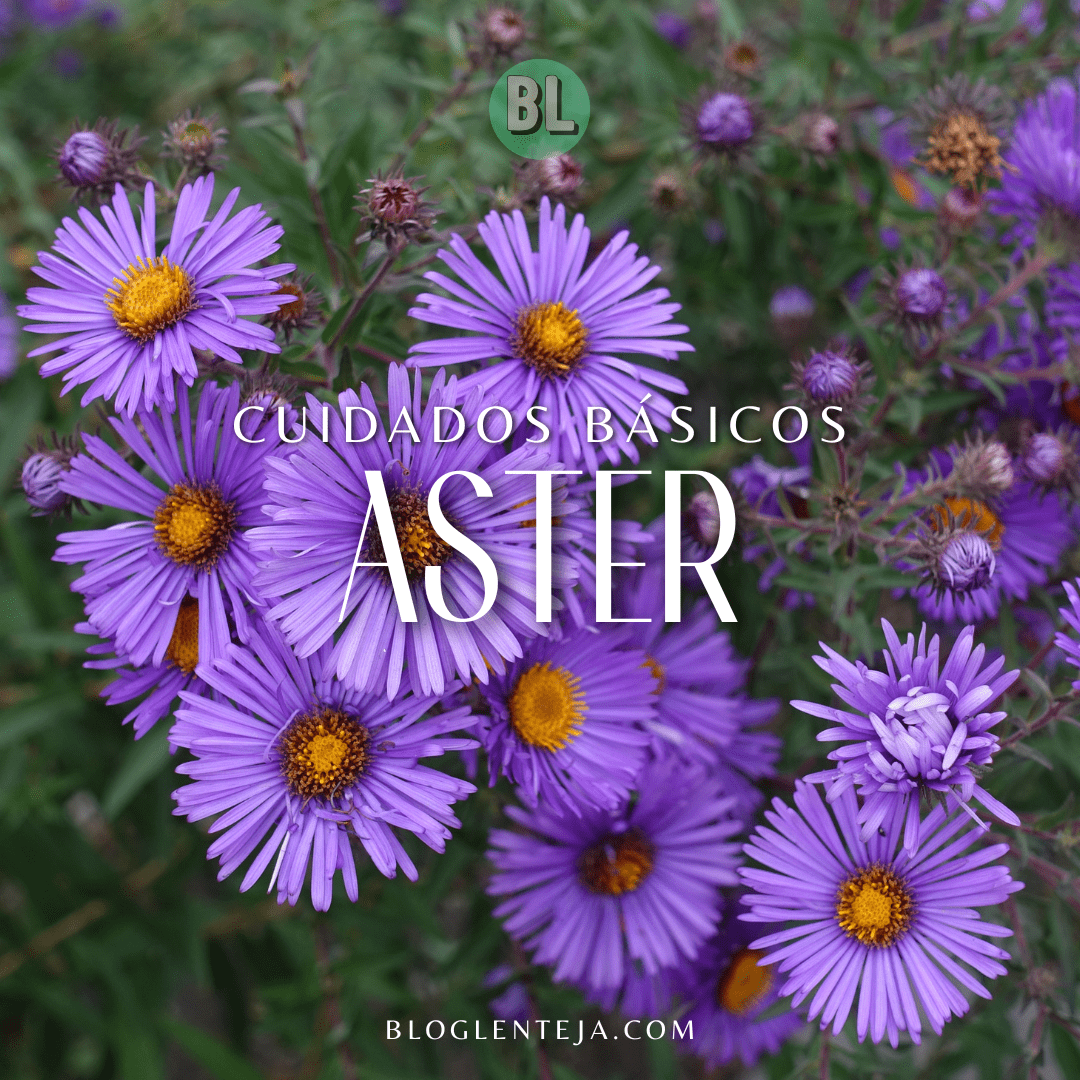 Cuidados básicos: Aster