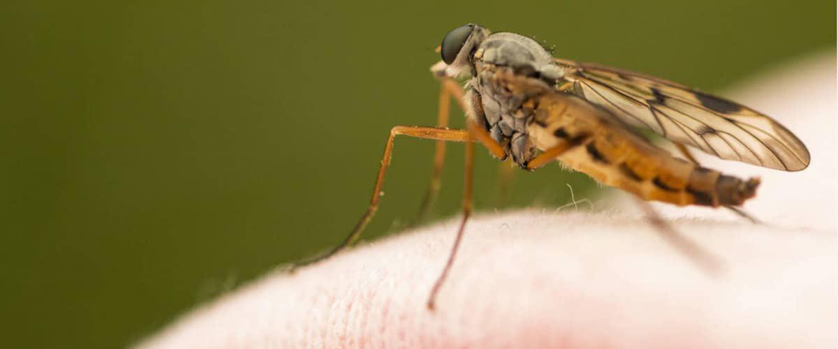 mosquito