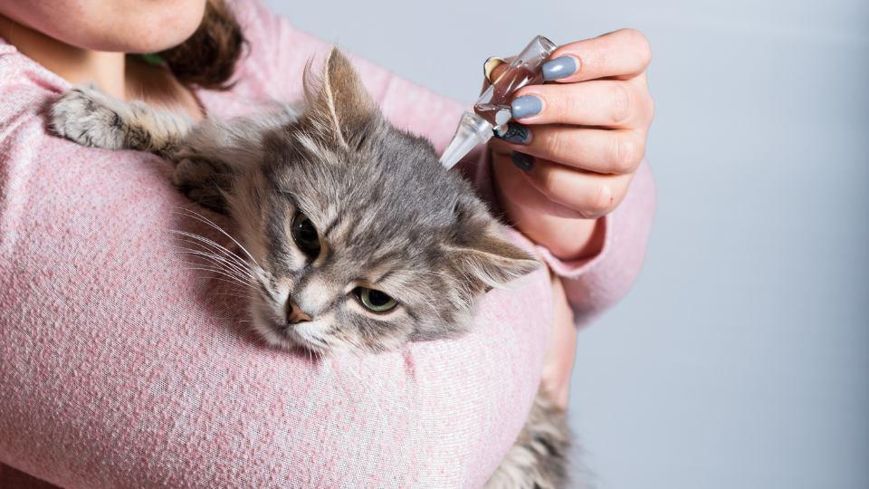 antiparasitarios en gatos
