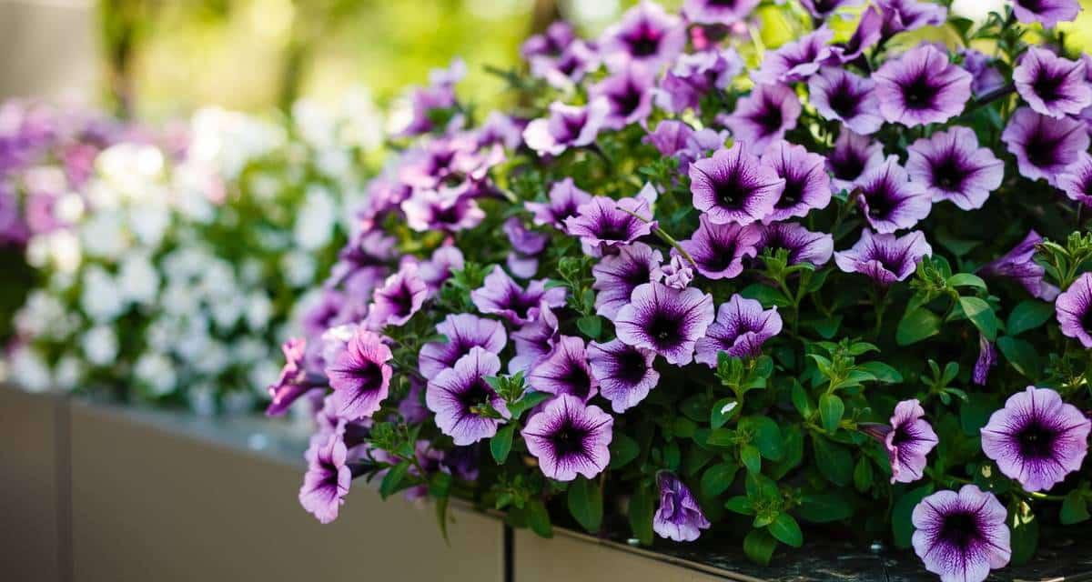 Maceta petunia en balcon