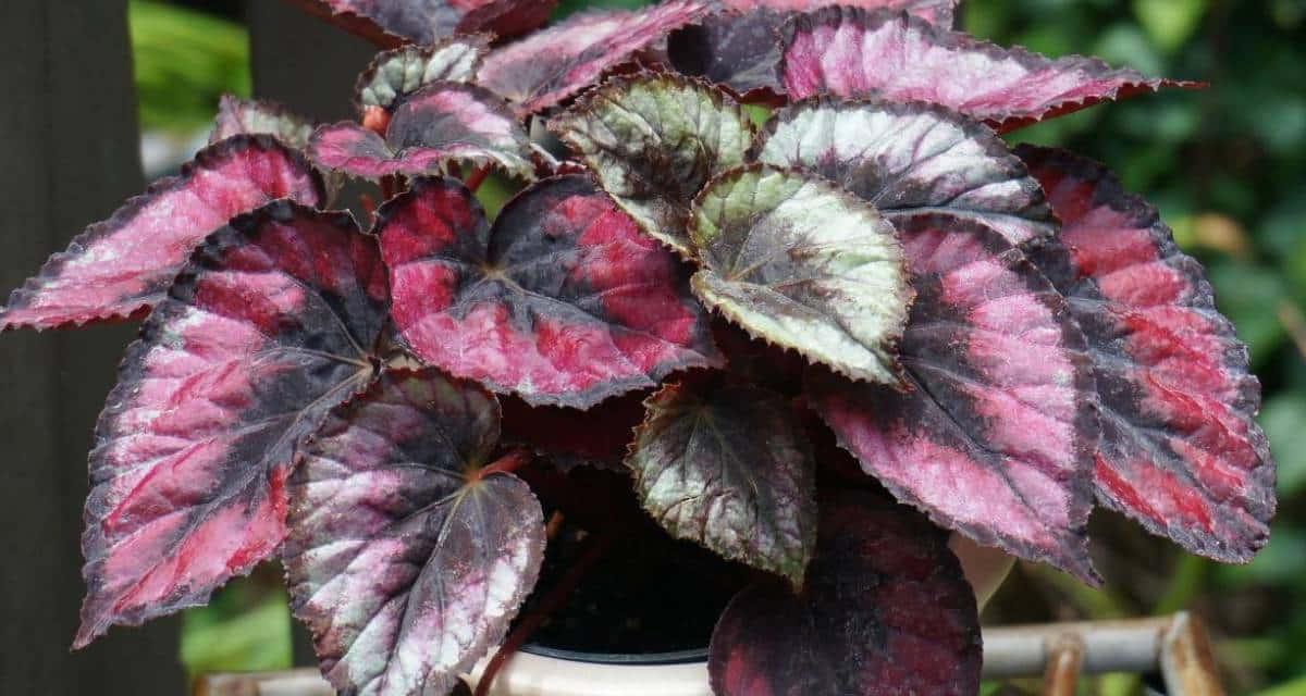 Begonia en balcon