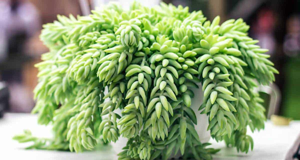 Sedum planta de balcon