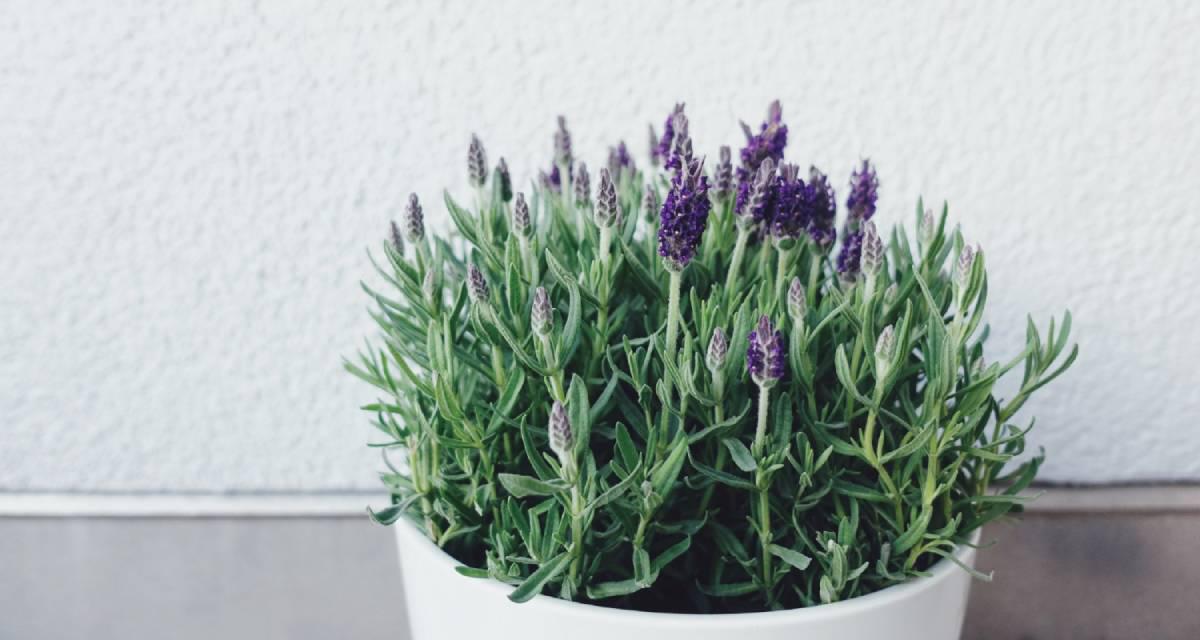 Planta lavandula balcon