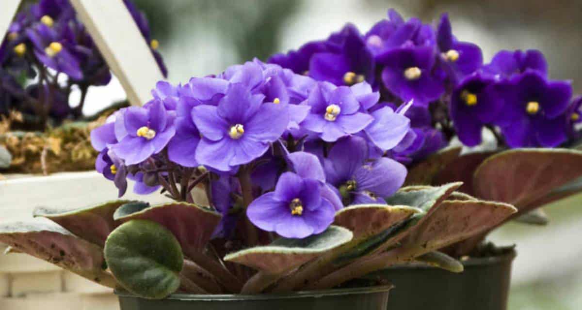 Planta Violeta africana