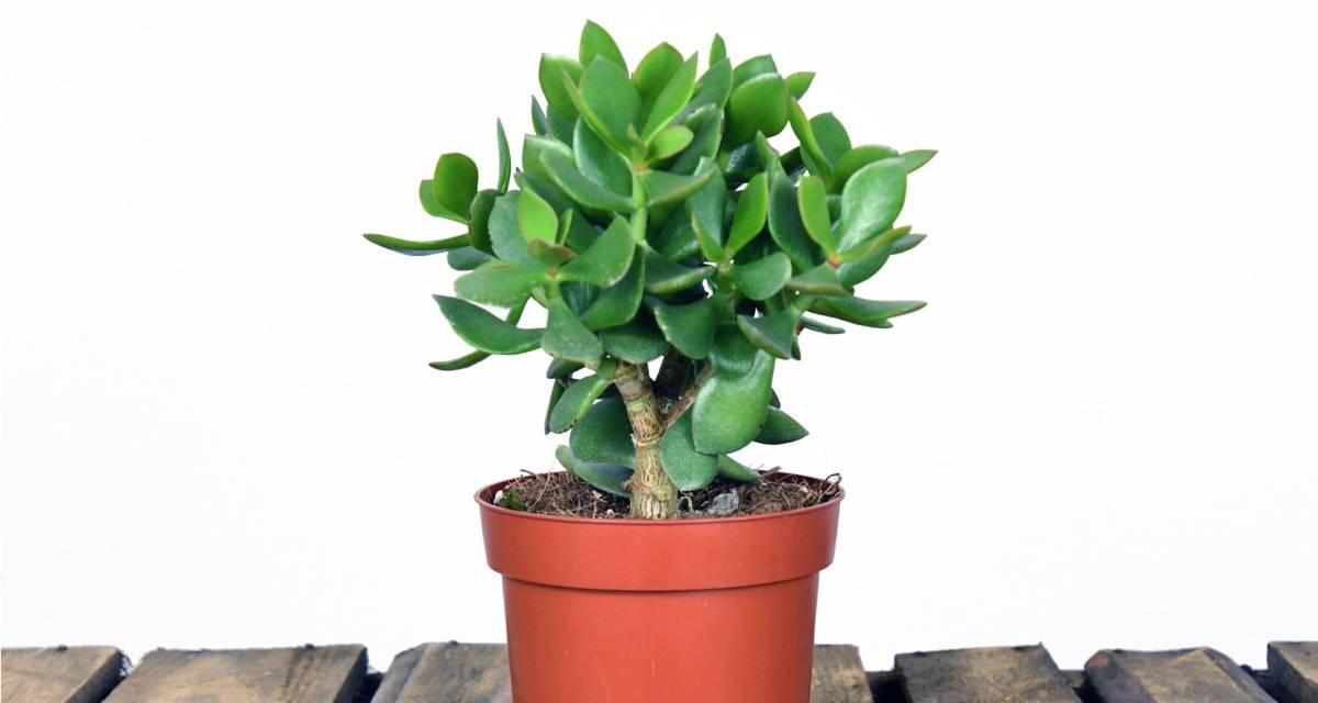 Crassula ovata plantas para el balcon