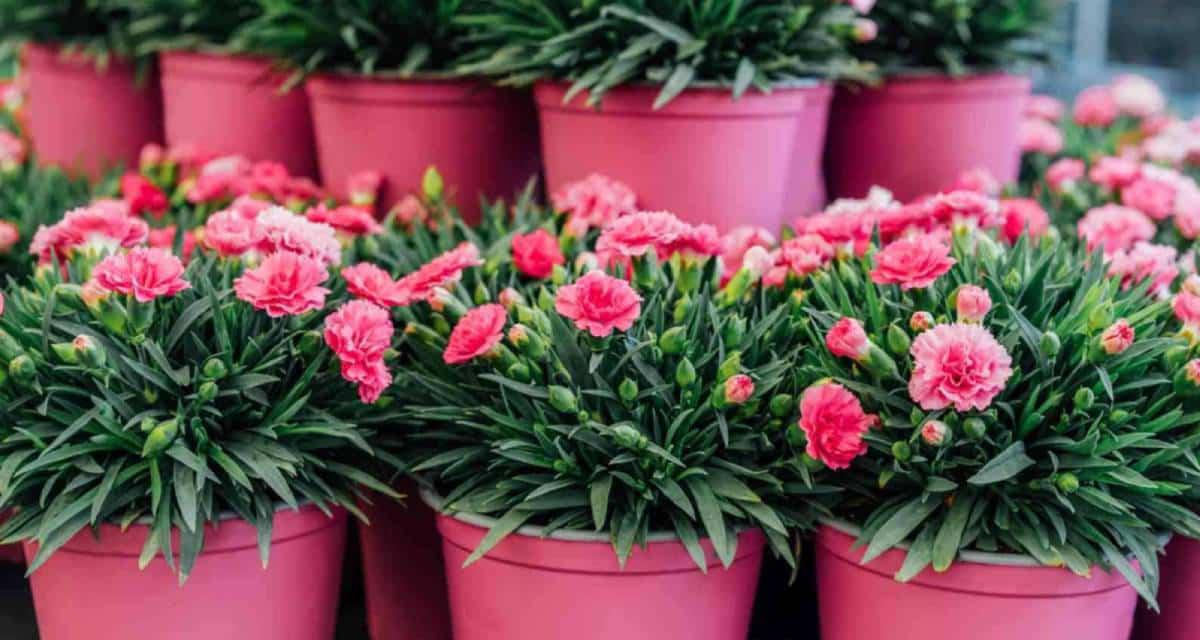 Clavel para balcones y terrazas