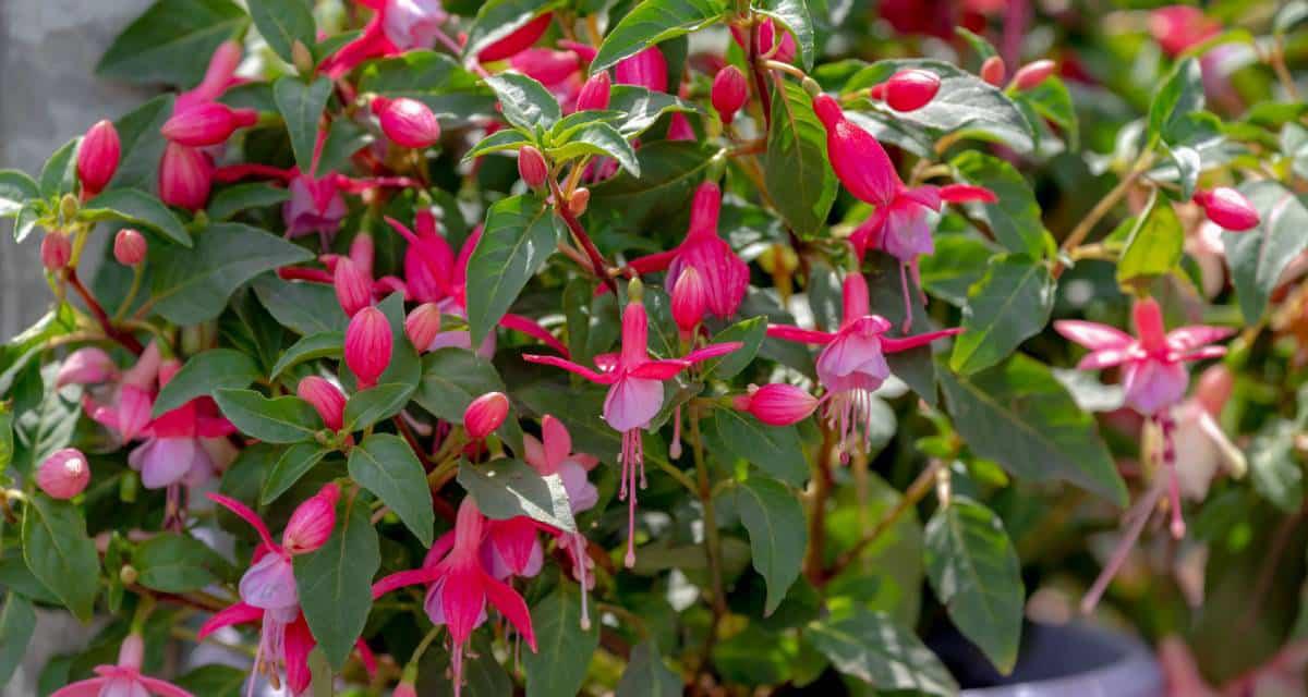 Fucsia en macetas