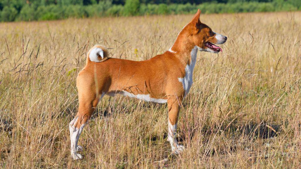 perro egipcio