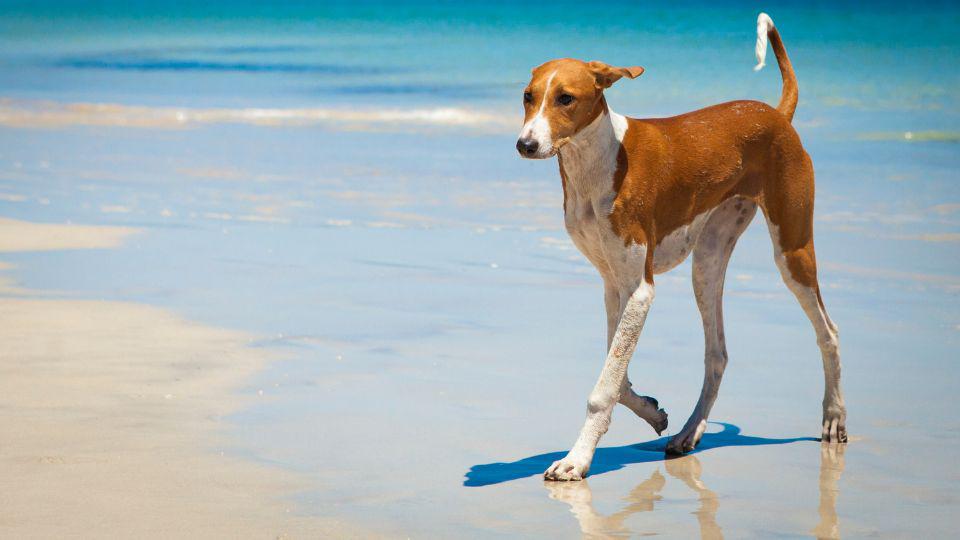 perro egipcio