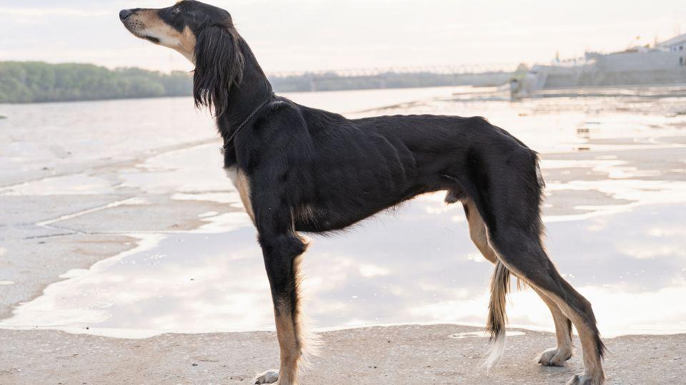 perro egipcio
