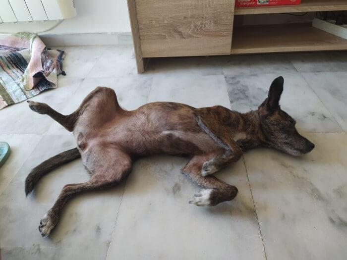 Ziva tumbada boca arriba en el suelo de Empuriabrava