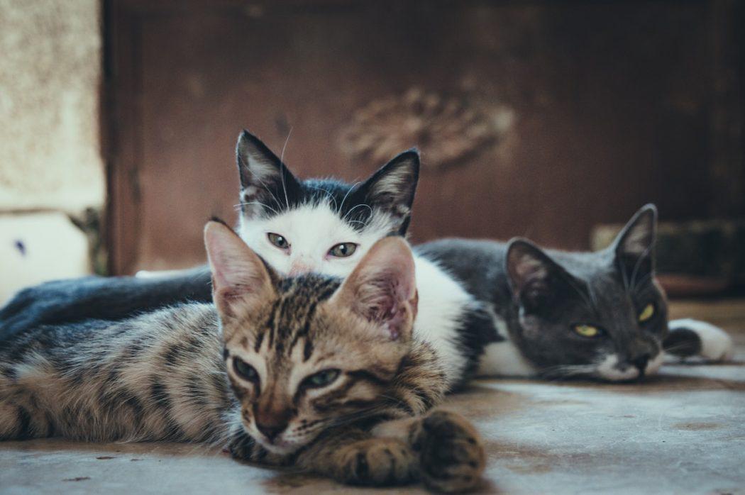 diarrea en gatos