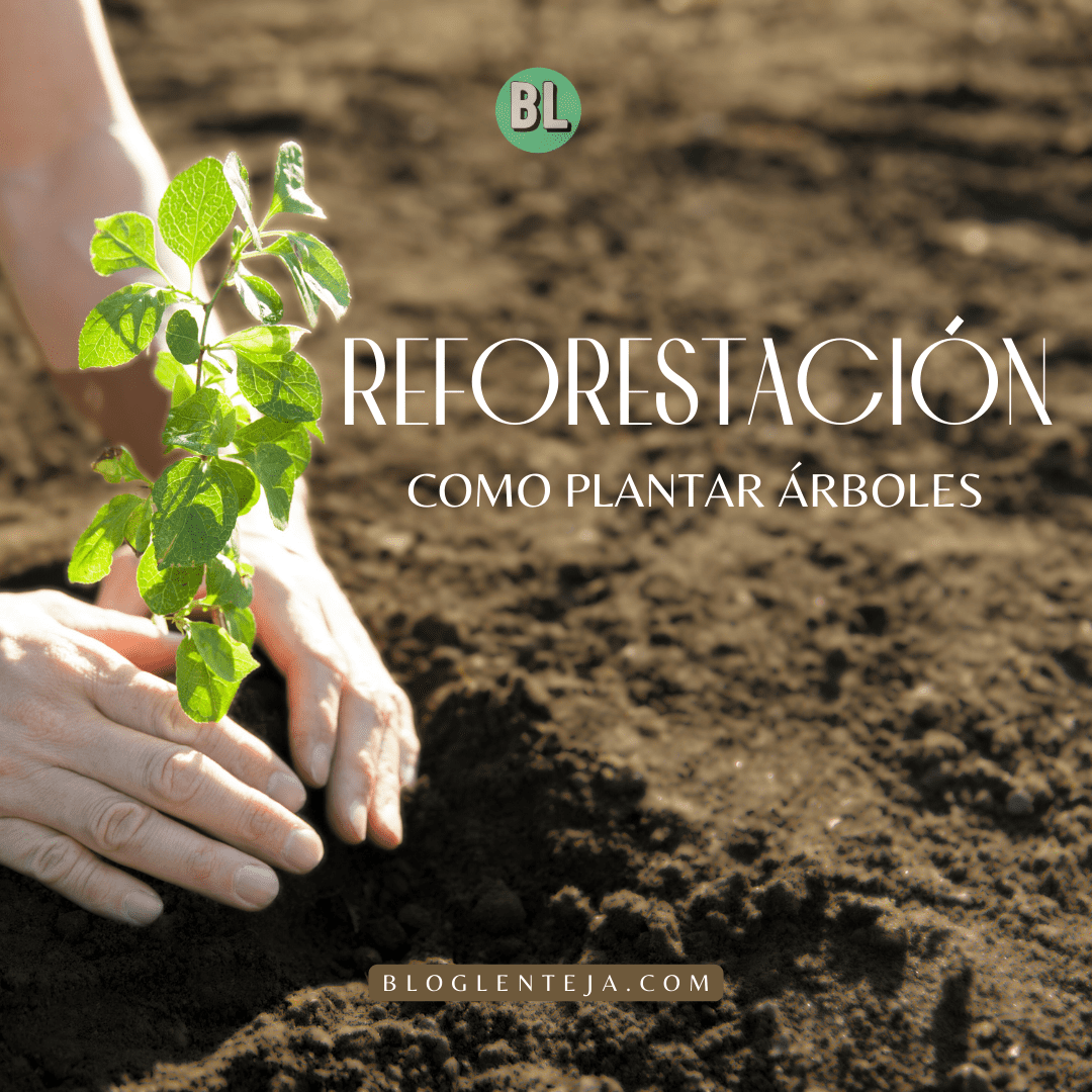 Reforestación: Cómo plantar árboles